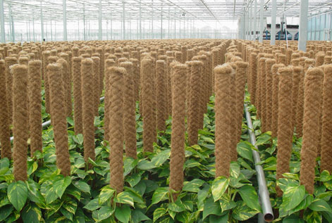 Coco Pole